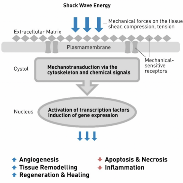 Biomechanotransduction-graph Biomechanotransduction-graph